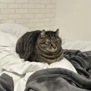 にゃんこの画像