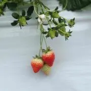 ほたる