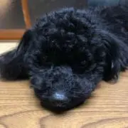 くみ