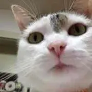 莉子