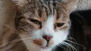 みねこの画像