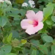 ゆずの画像