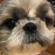 ももかのん