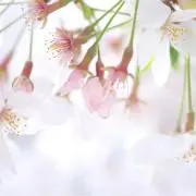 ともちゃんの画像