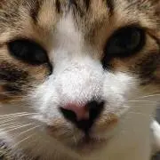 クオッカ
