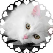 miu miuの画像
