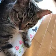 あやと