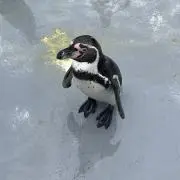 たんじろう