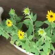 はなたま