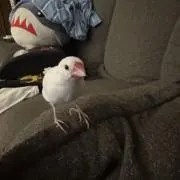 やみるの画像