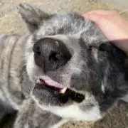 パセリの画像