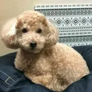 ジャンボの画像
