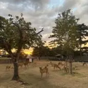 イルシャドウル ウマム