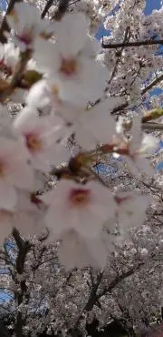 acoの画像