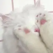じゅなの画像