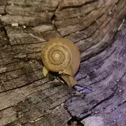 ガチャ