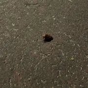 サトウの画像