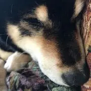 まろちゃむ　。❤︎
