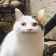 楓の画像