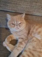 もももの画像