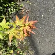 KYAHOの画像