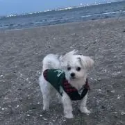 ゆり
