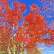 雲雀の画像