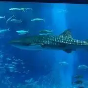 マメシバの画像