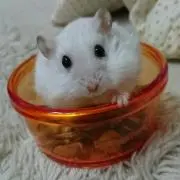 mimiの画像