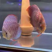 T3の画像