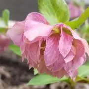 はぴはぴ~プロフィール確認願います