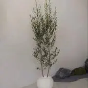 やんやんの画像