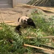 パンダの画像