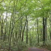 ラムネ