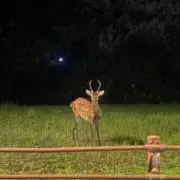 暁の画像