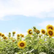 かのん