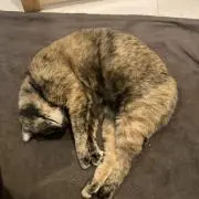 かず