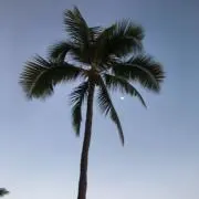 miyuの画像