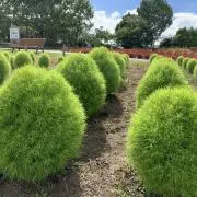 とんの画像