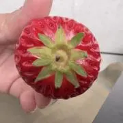 KOBAの画像