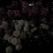 ♡の画像