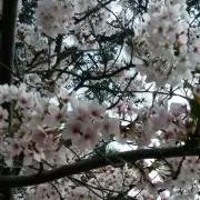 綾の画像