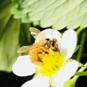 la abeille