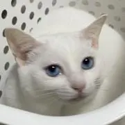 サリー