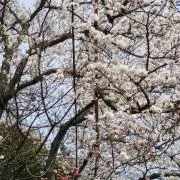 katsuの画像