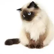もんぶらんʕ⁎̯͡⁎ʔの画像