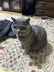 タイチ1091の画像