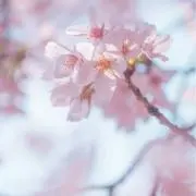 ゆいの画像