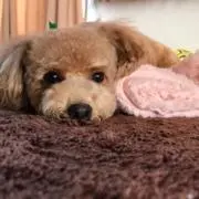ともちんの画像