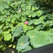kazuの画像